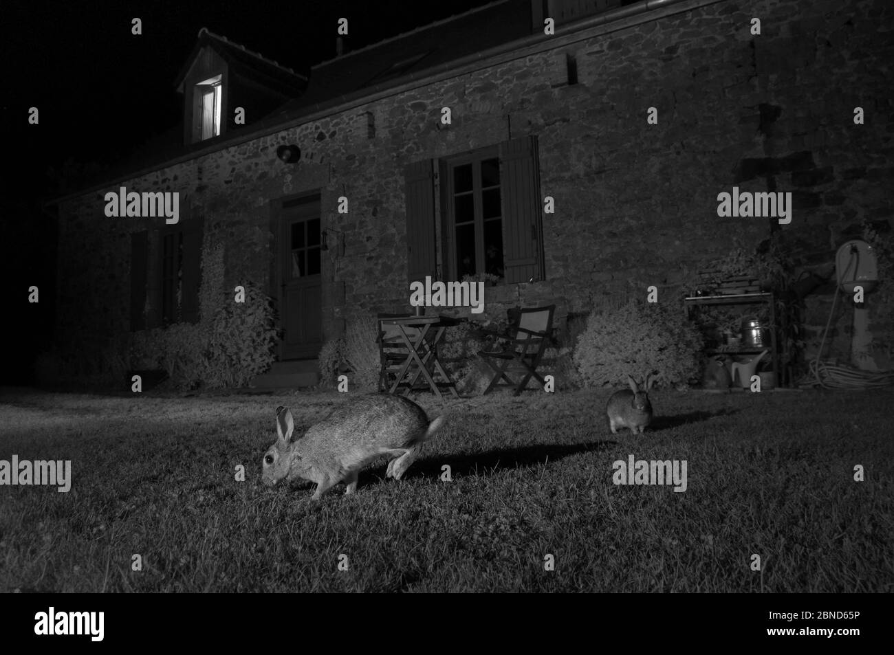 Le Lapin (Oryctolagus cuniculus) dans jardin, pris dans la nuit avec un appareil photo à distance infrarouge piège, Mayenne, Pays de Loire, France. Banque D'Images