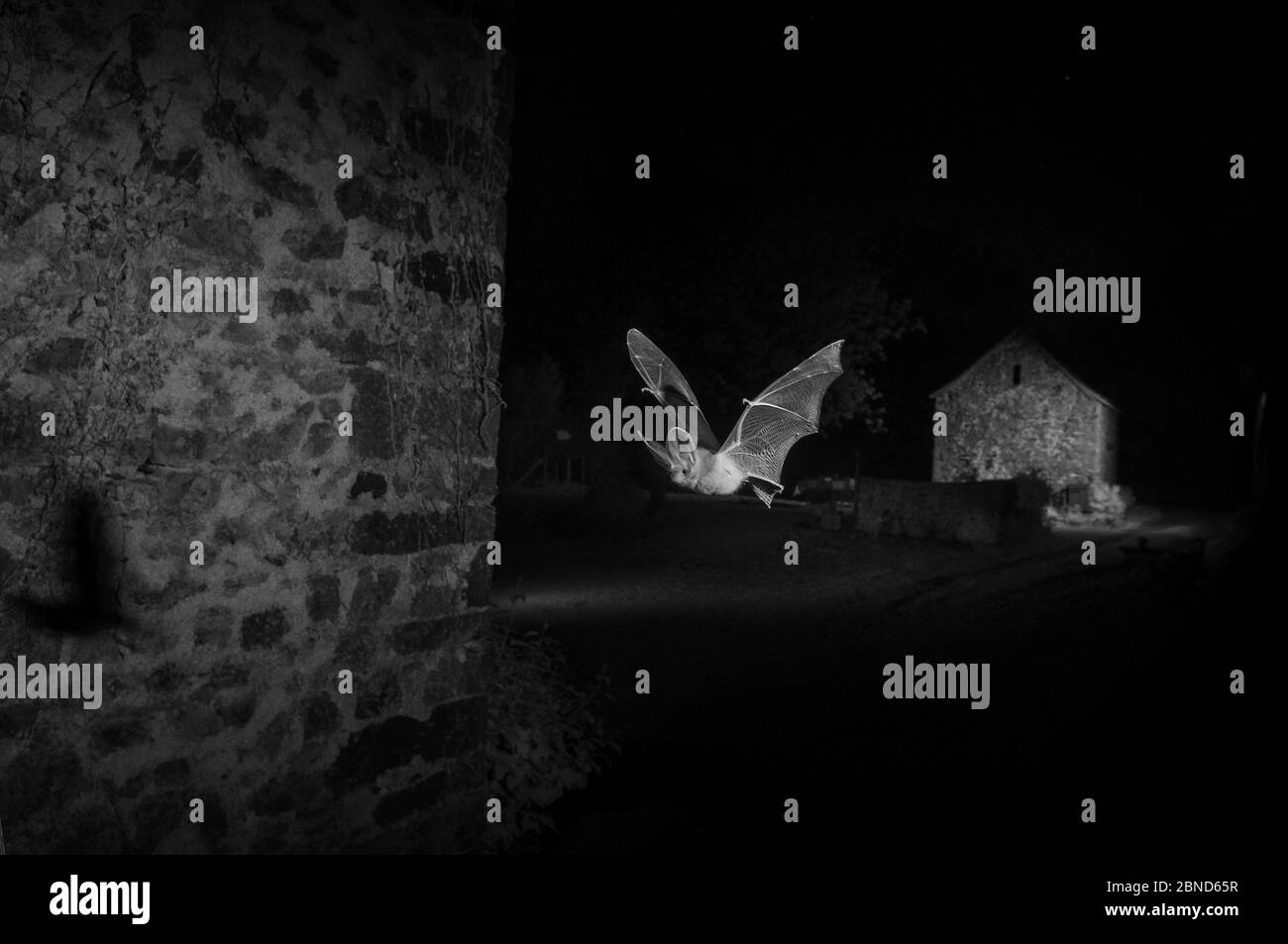 Chauve-souris grise à longues oreilles (Plecotus austriacus) en vol devant une grange, prise la nuit avec piège infrarouge à caméra à distance. Mayenne, France, juillet. Banque D'Images