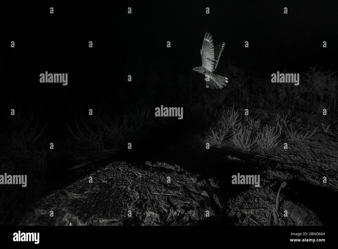 Nightjar (Caprimumgus europaeus) en vol, prise de nuit avec piège infrarouge pour caméra à distance, France, juin. Banque D'Images