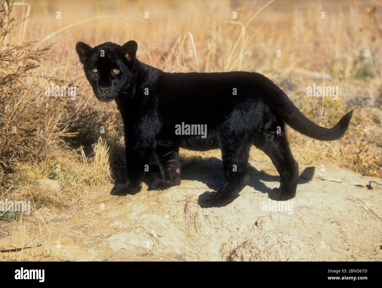 Baby Black Jaguar Banque D Image Et Photos Alamy