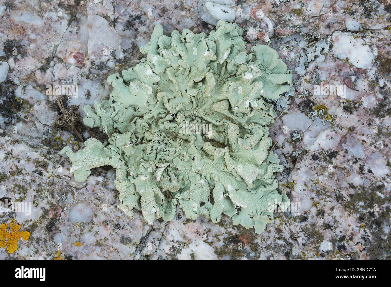 Lichen (Flavopharmelia caperata) croissant sur le granit. Gower, pays de Galles du Sud, Royaume-Uni, juin. Banque D'Images