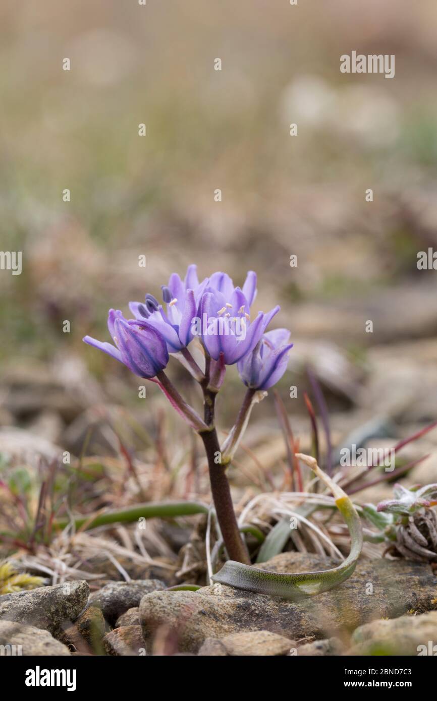 Le calmar de printemps (Scilla verna) pousse dans des décombres en serpentine, Keen of Hamar, Unst, Shetlands, Écosse, Royaume-Uni, juin. Banque D'Images