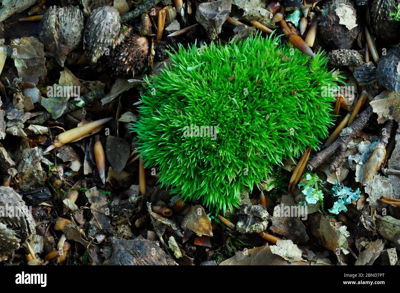 Mousse de coussin (Leucobryum glaucum) mousse. New Forest, Hampshire, Royaume-Uni septembre. Banque D'Images