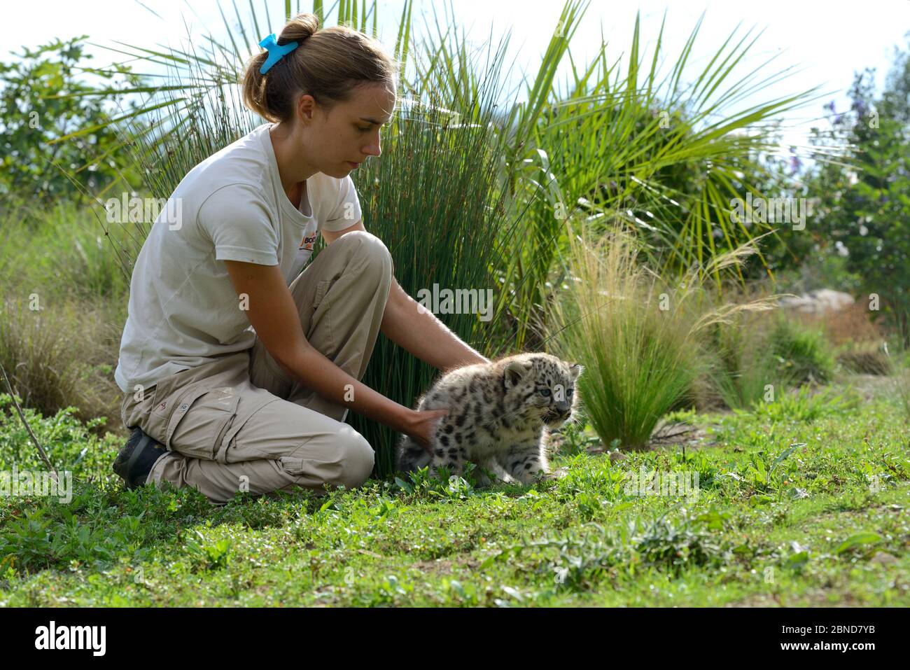 Leopard Des Neiges Bebe Banque D Image Et Photos Alamy Leopard Des Neiges Bebe Banque D Image Et Photos Alamy
