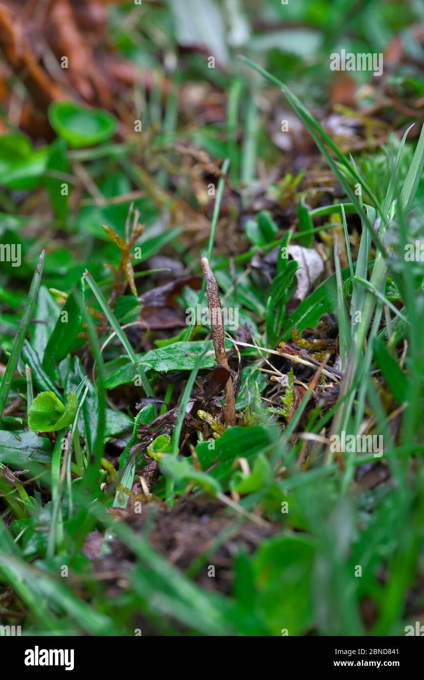Le champignon de la chenille (Ophiocordyceps sinensis) parasitisant le corps de la chenille qui est sous le sol. Mont Namjagbarwa, Yarlung Zangbo Grand Canyo Banque D'Images