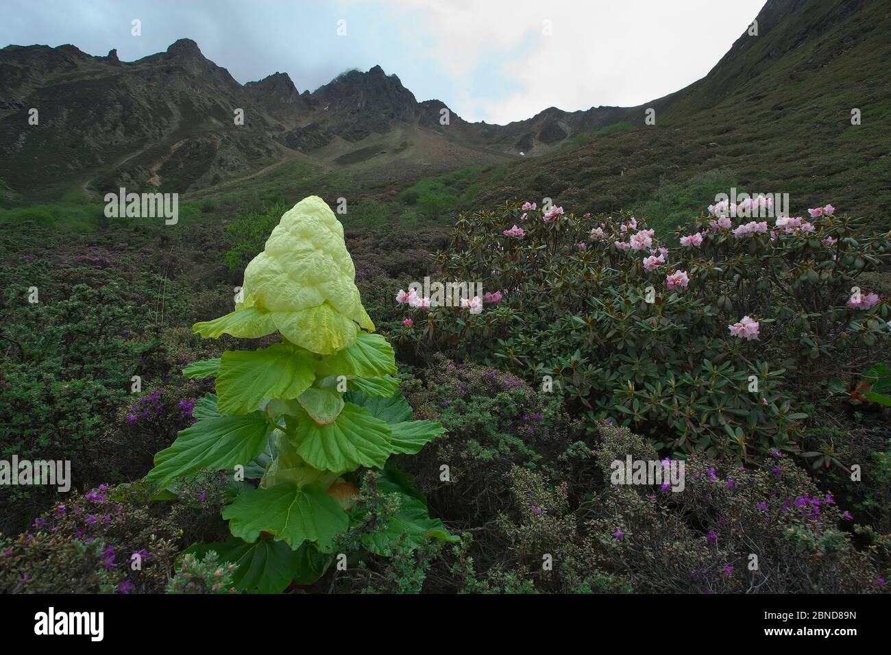 Nobile rhubarb (Rheum nobile), Mont Namjagbarwa, Parc national du Grand Canyon de Yarlung Zangbo, Tibet, Chine. Banque D'Images