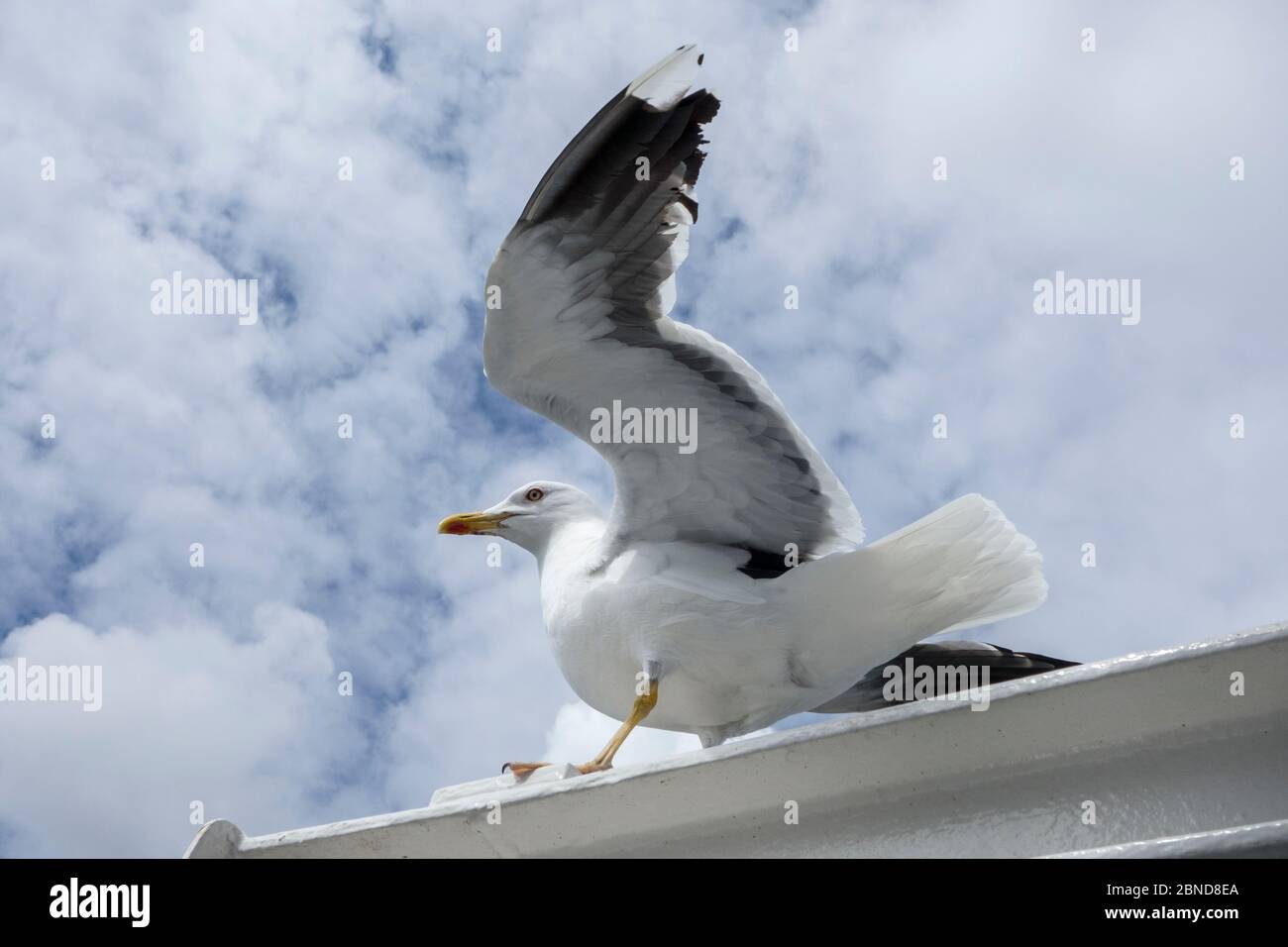 Goéland argenté européen (Larus argentatus), mue à pattes jaunes, Texel, pays-Bas, mai. Banque D'Images