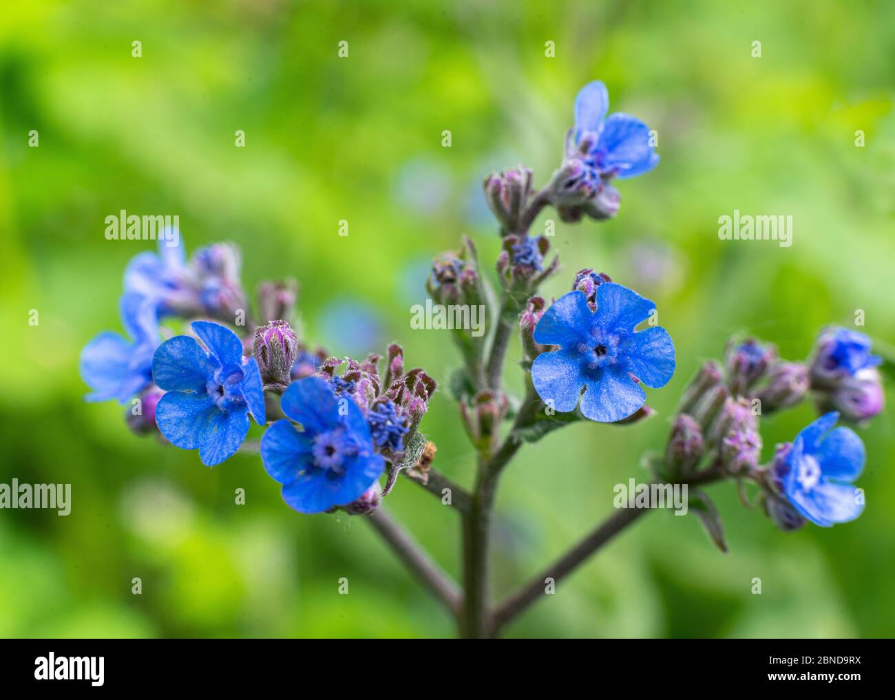Floraison du petit bleu Pentaglottis sempervirens Banque D'Images