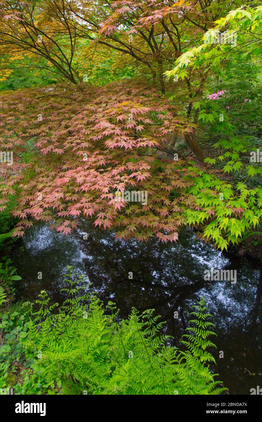 Les érables japonais (Acer Palmatum) Hoveton Hall Garden, Norfolk, Angleterre, Royaume-Uni, mai. Banque D'Images