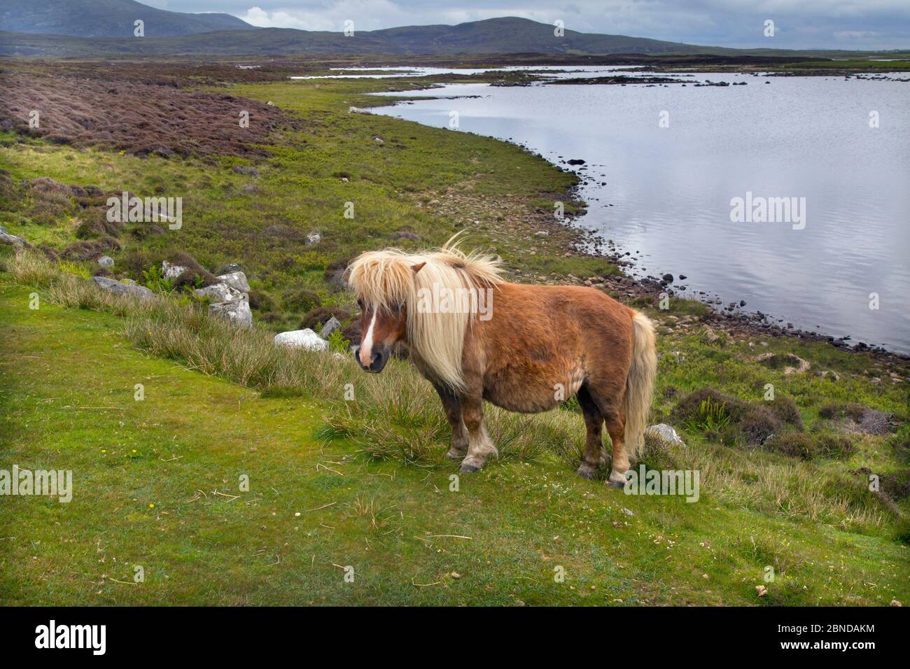 Pony enceinte d'Eriskay, Benbecula, Hébrides extérieures, Écosse, juin. Banque D'Images