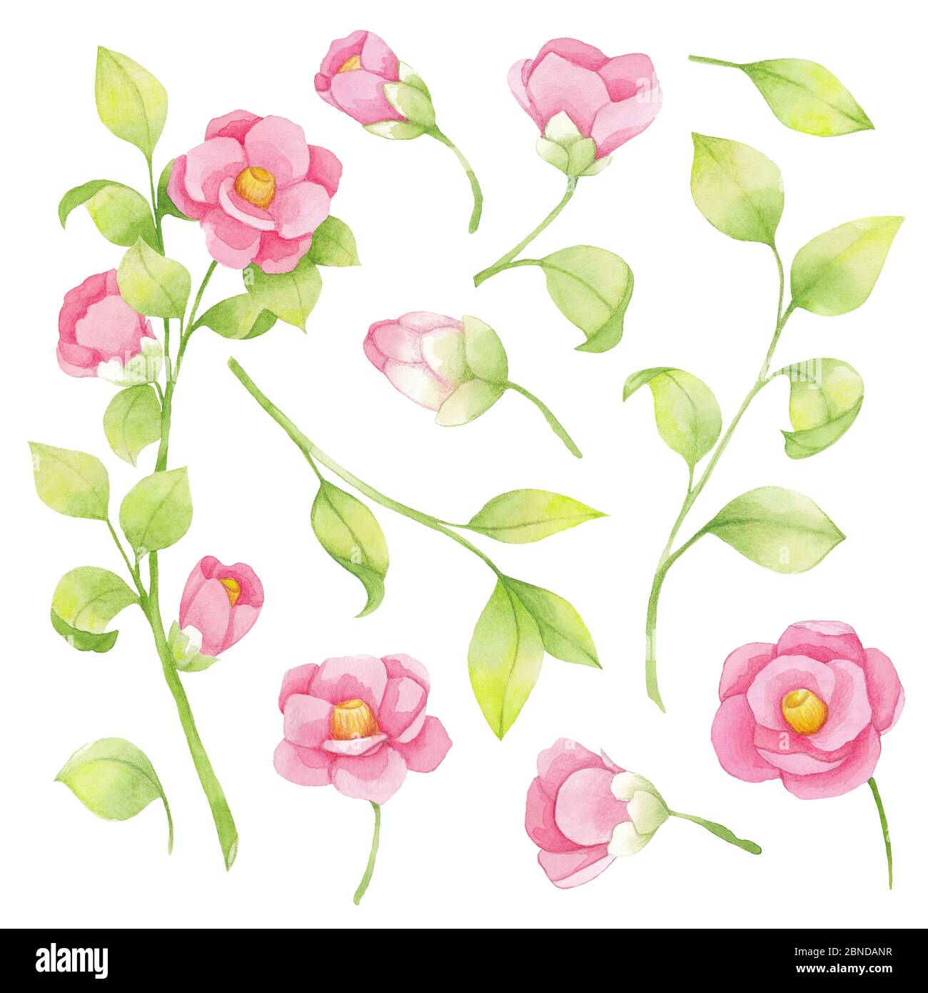 Ensemble aquarelle de fleurs roses et branche verte, feuilles. Éléments isolés sur fond blanc. Camélia japonais Banque D'Images