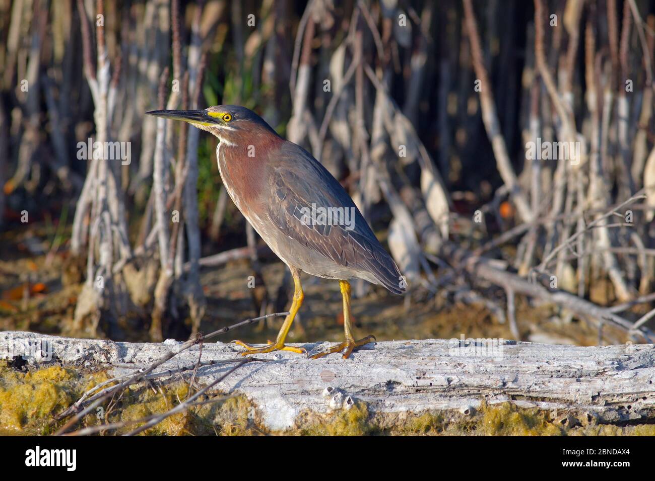 Héron à dos vert (Butorides striatus) perchée sur le bois de dérive dans le lagon, fort Myers Beach, Gulf Coast, Floride, États-Unis, mars. Banque D'Images