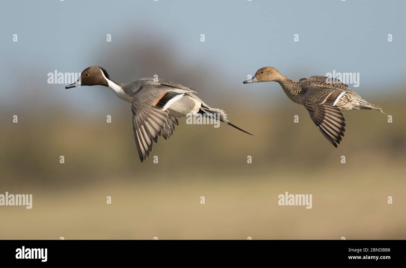 Pintail (Añacuta) mâle et femelle à la mouche, Gloucestershire, Angleterre, Royaume-Uni, mars. Banque D'Images