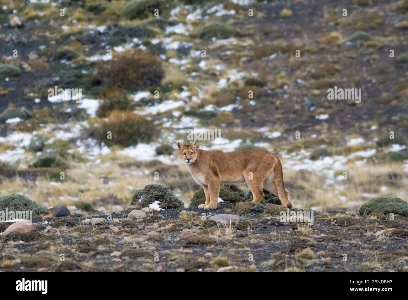 Puma (Puma concolor) dans l'habitat de haute altitude, le Parc National Torres del Paine, Chili. Banque D'Images