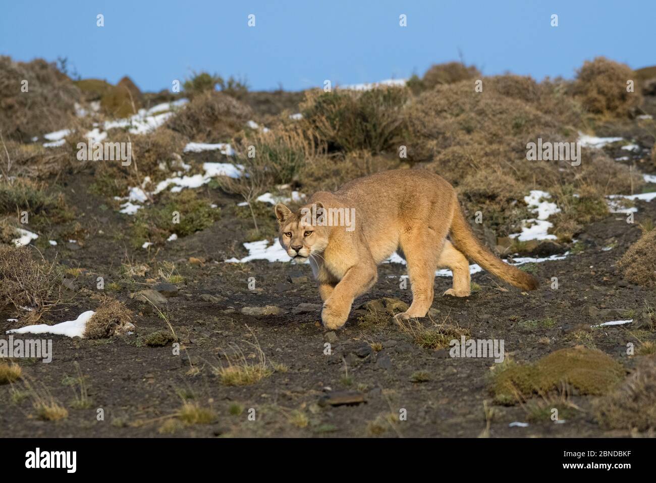 Puma (Puma concolor) dans l'habitat de haute altitude, le Parc National Torres del Paine, Chili. Banque D'Images