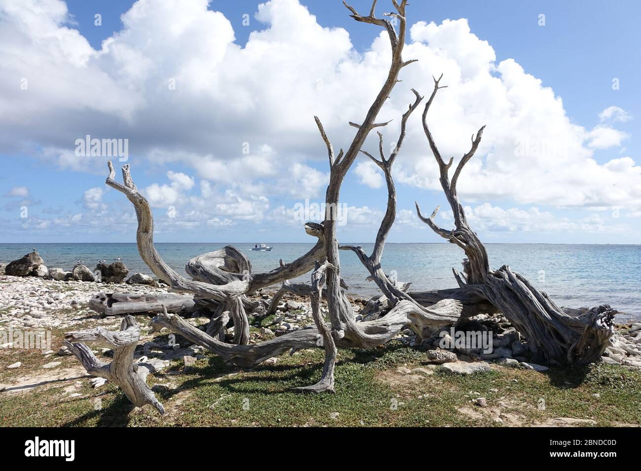 Le bois de grève géant a lavé une rive au lac cai, île Bonaire, Caraïbes Banque D'Images