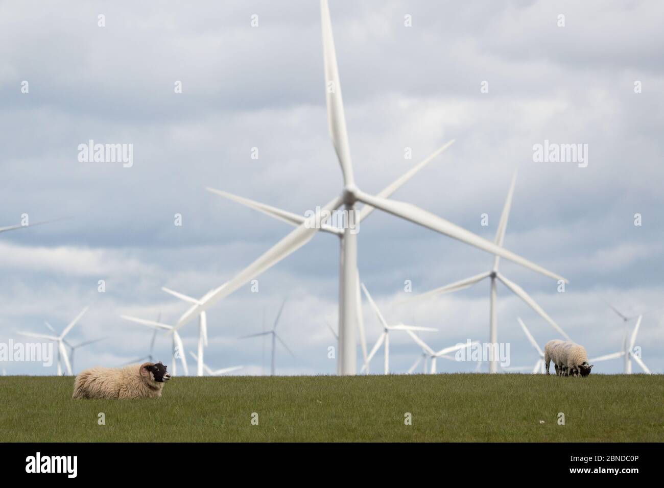 Eaglesham Moor, Écosse, Royaume-Uni. 14 mai 2020. Photo : du champ à l'assiette, les moutons paissent sur un champ vert avec leurs agneaux de printemps qui seront bientôt transformés en quelques semaines pour répondre à la demande de l'industrie britannique de la viande. Crédit : Colin Fisher/Alay Live News Banque D'Images