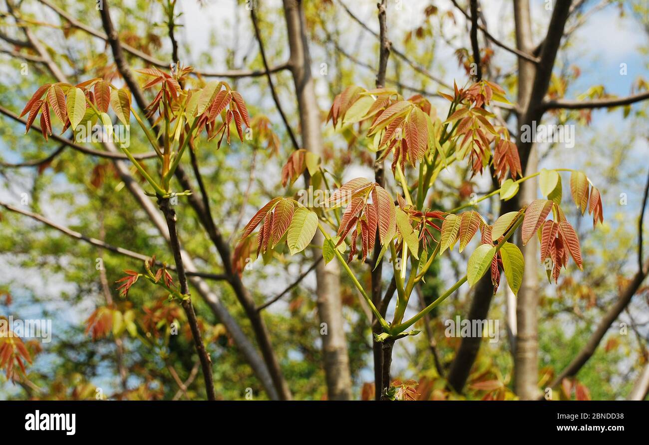 Les jeunes feuilles poussent sur un noyer au printemps (mi-avril) Banque D'Images