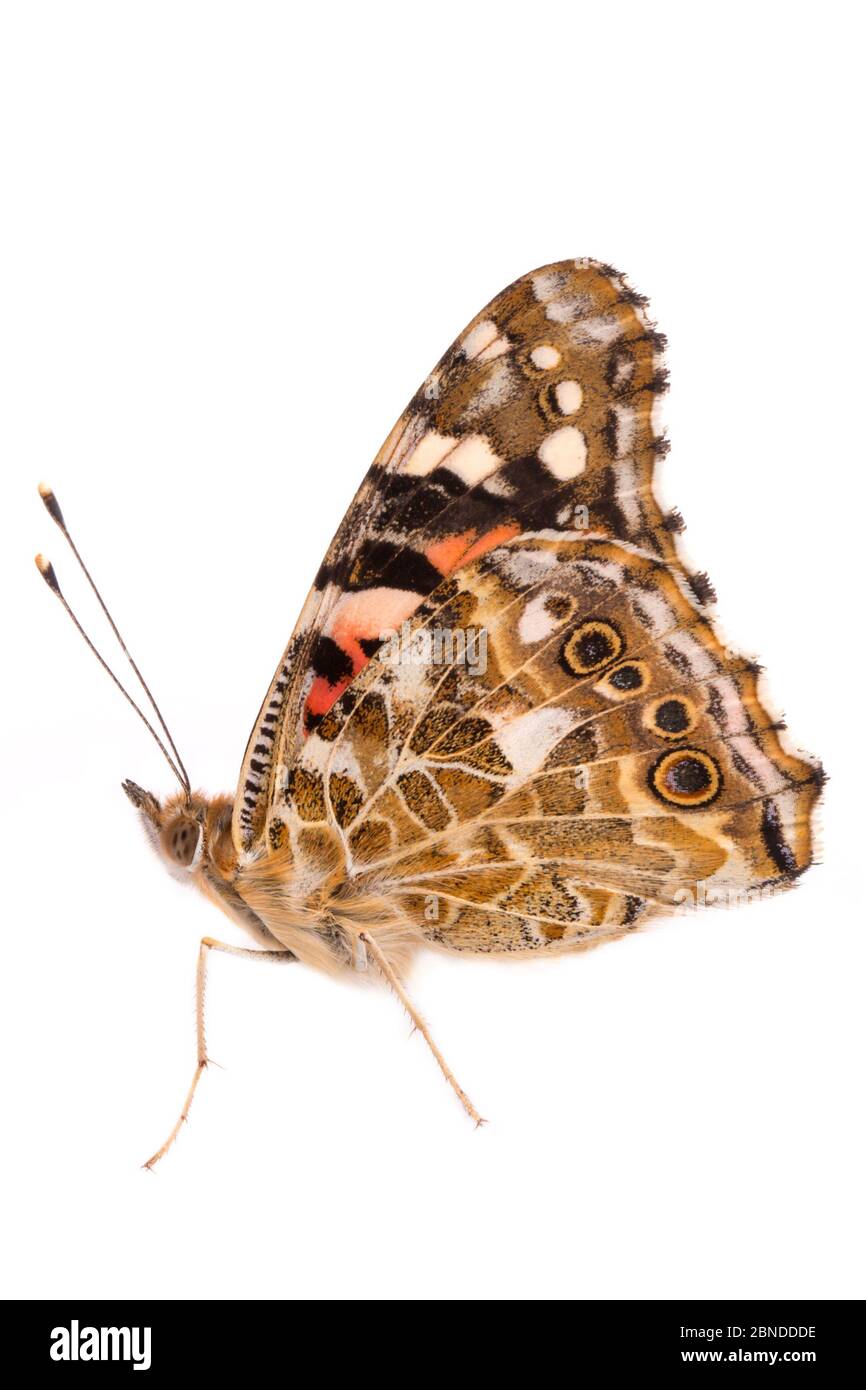 Peint papillon de dame (Vanessa cardui) sur fond blanc. Parc national de Peak District, Derbyshire, Royaume-Uni. Août. Banque D'Images