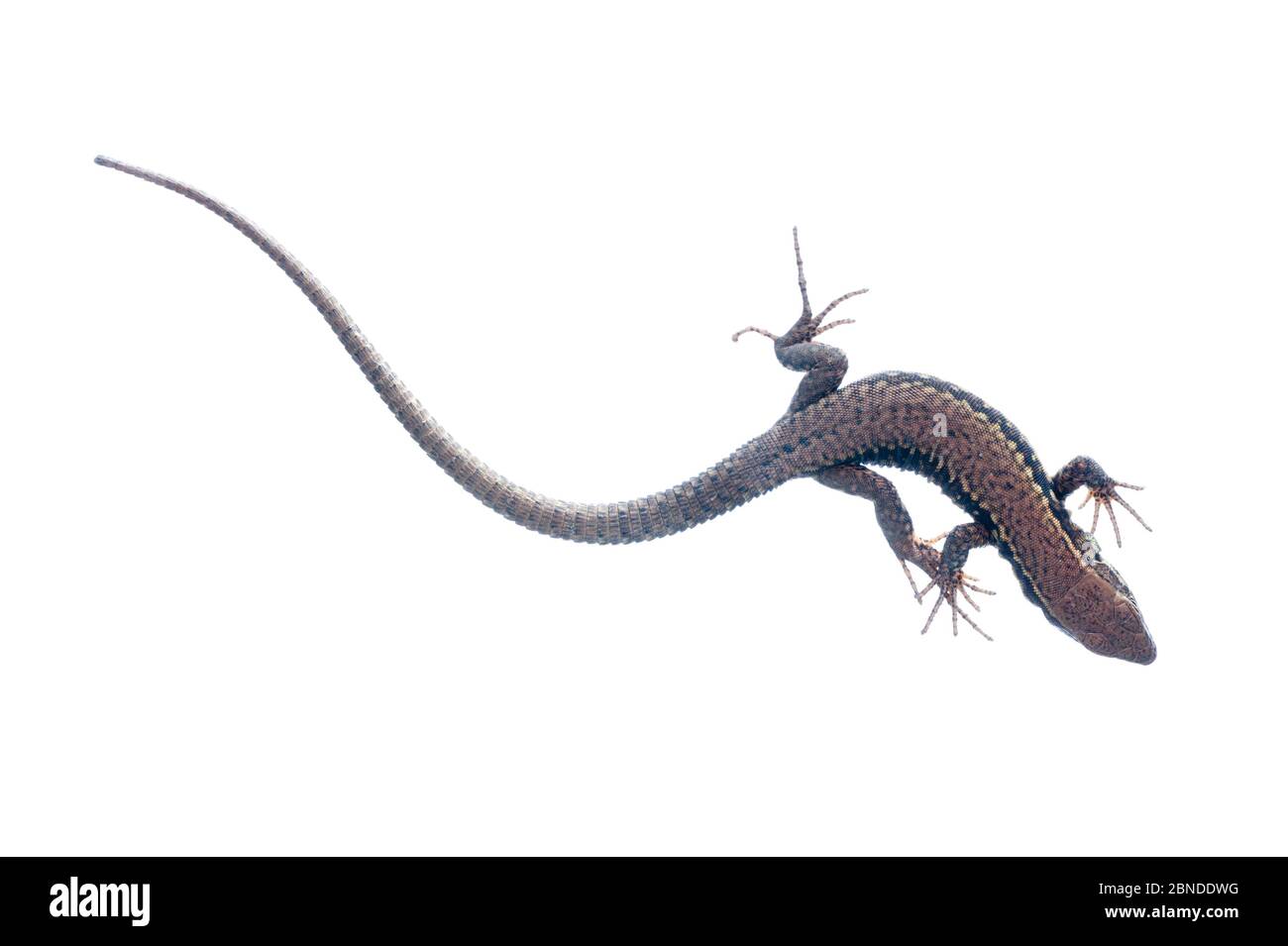 Lézard mural (Podarcis muralis) Bourgogne, France, avril. Meetyourneighbors.net projet Banque D'Images