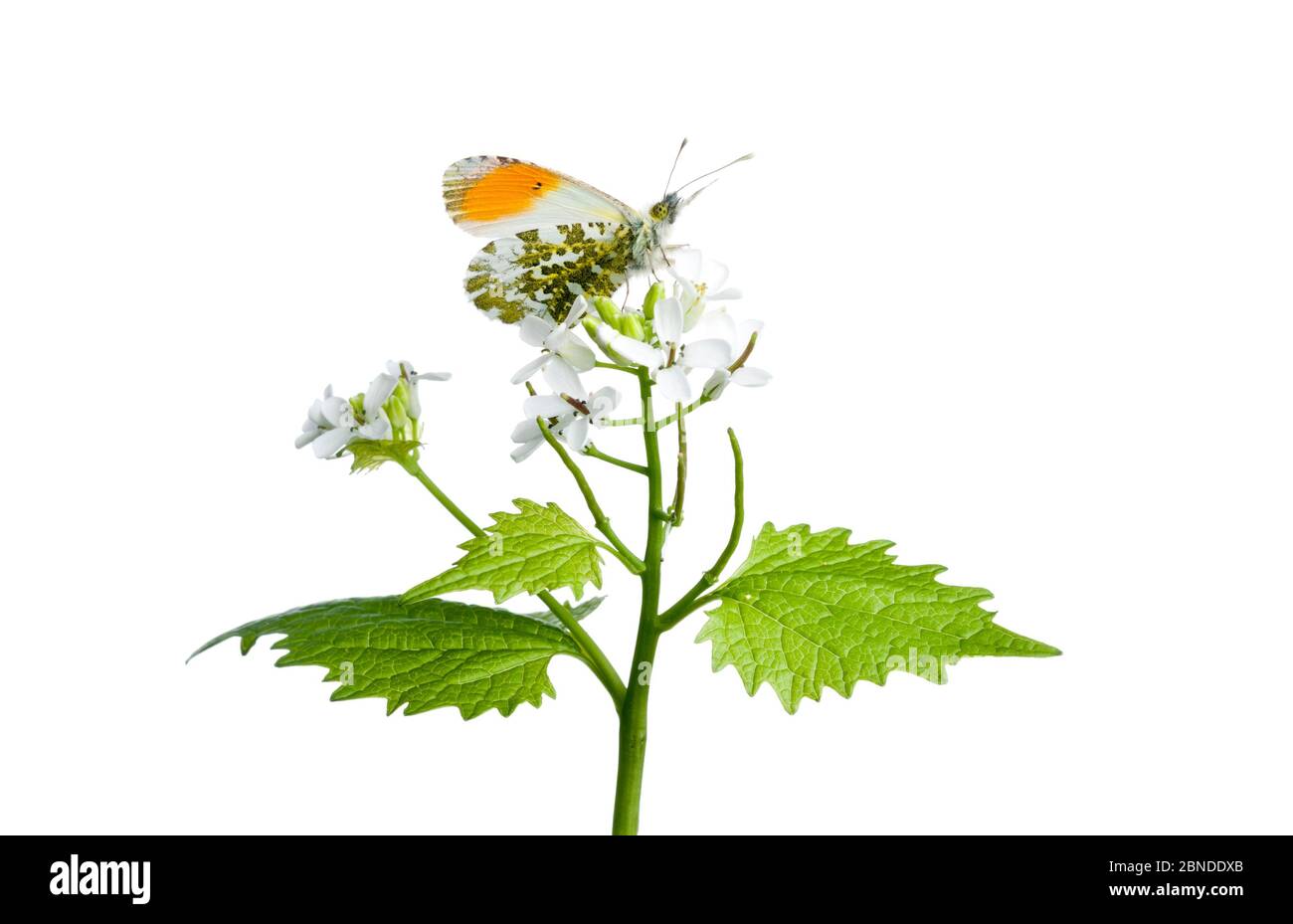Papillon à pointe orange (Anthocharis cardamines) sur moutarde à l'ail (Alliaria petiolata), Bourgogne, France. Avril. Meetyourneighbors.net projet Banque D'Images