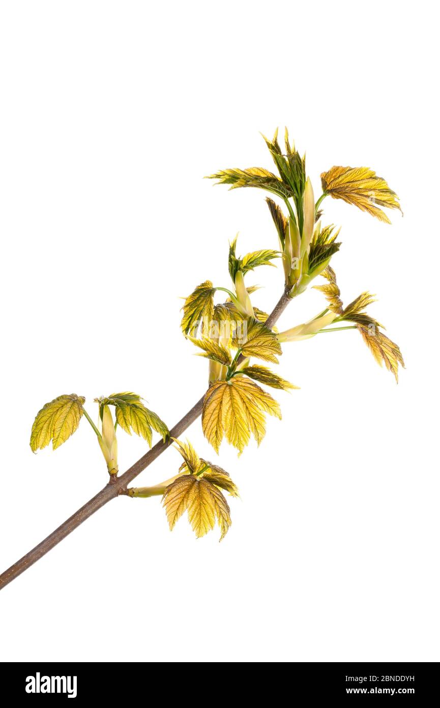 Feuilles de sycomore émergeantes (Acer pseudoplatanus) Écosse, Royaume-Uni, mai. Meetyourneighbors.net projet Banque D'Images