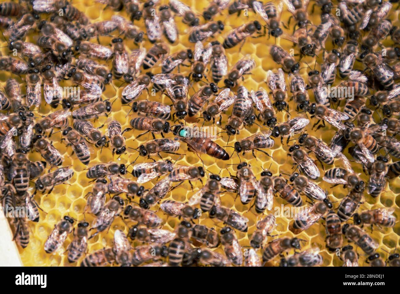 Gros plan de la reine des abeilles marquée entourée d'abeilles ouvrières dans une ruche Banque D'Images