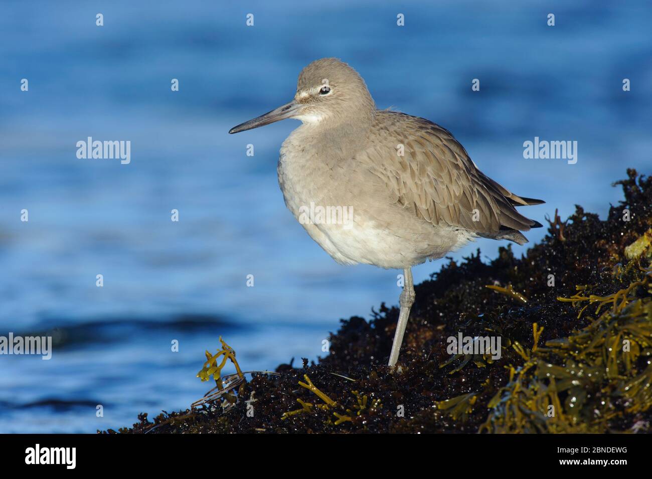 Willet (Catoptrophorus semipalmatus) qui fait rôde sur les roches côtières. Comté de Monterey, Californie. Novembre. Banque D'Images