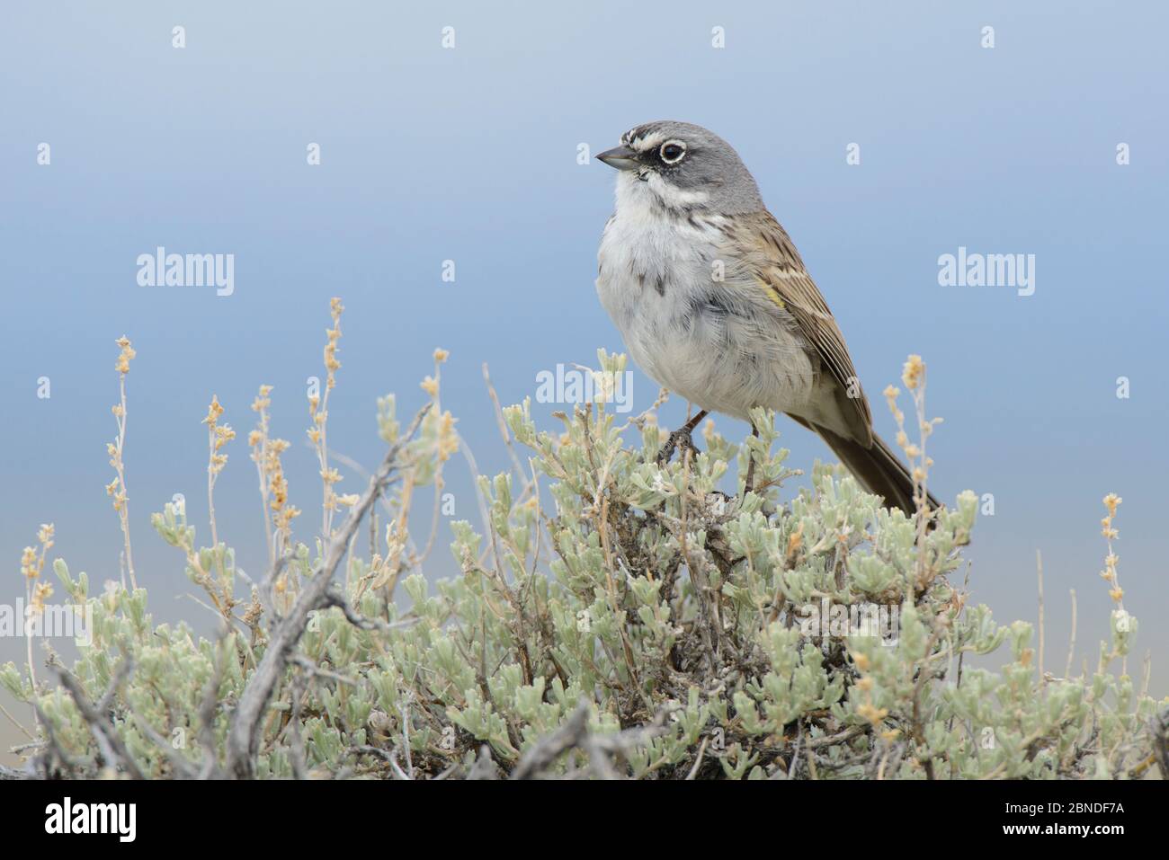 Bruant (Amphispiza belli), comté de Sublette, Wyoming, États-Unis. Mai. Banque D'Images