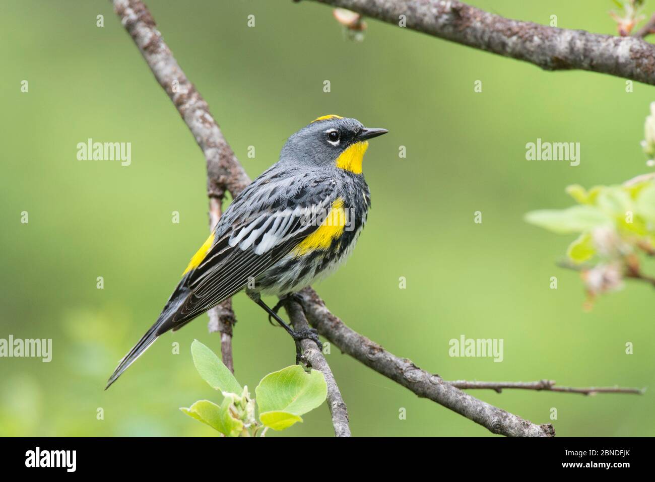 Verrue à rumissement jaune (Dendroica coronata) dans le plumage reproductrice. Kittitas County, Washington, États-Unis, mai. Banque D'Images