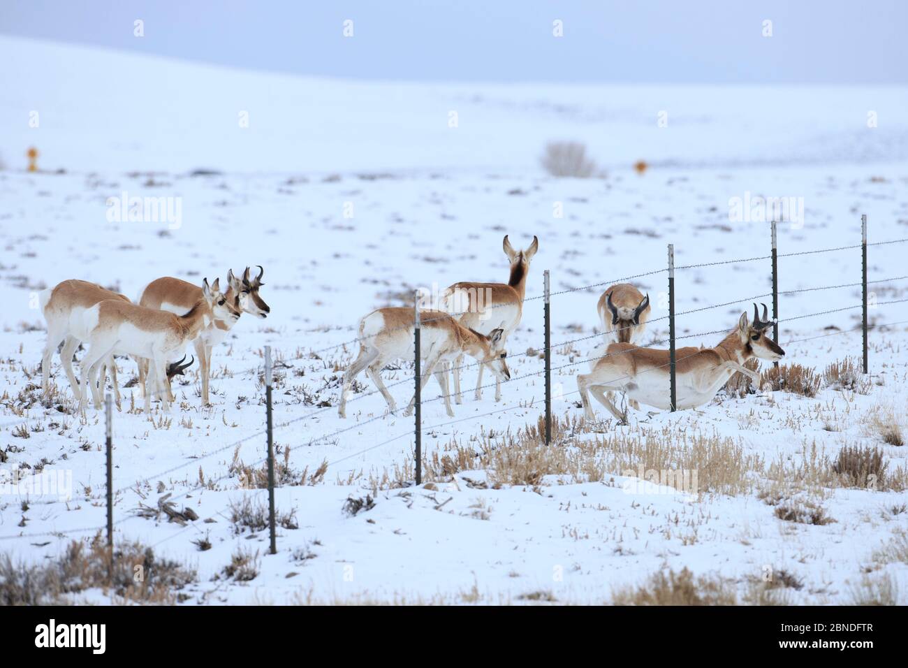 Pronghorns (Antilocapra americana) rampant sous la clôture dans la neige pendant la migration, comté de Sublette, Wyoming, États-Unis. Mars. Banque D'Images