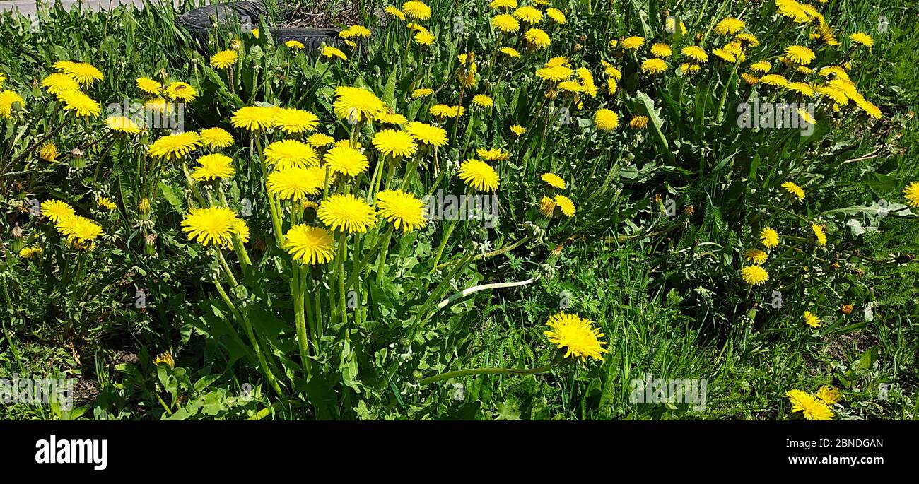 Le pissenlit jaune sur fond de l'herbe verte au printemps. Fond naturel à la journée solaire Banque D'Images