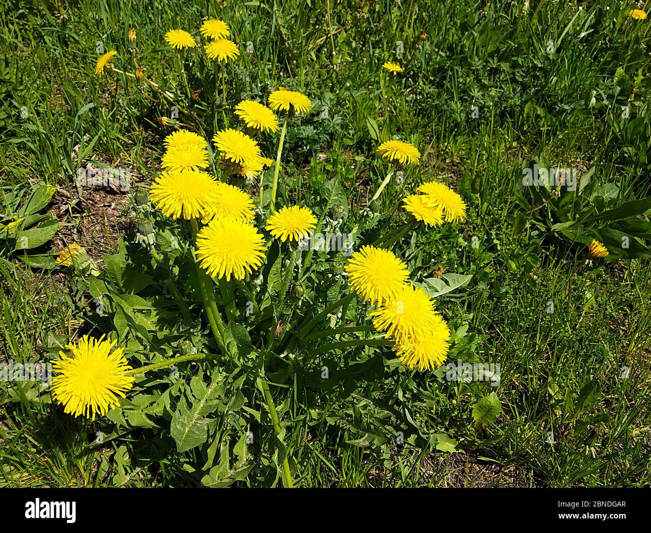 Le pissenlit jaune sur fond de l'herbe verte au printemps. Fond naturel à la journée solaire Banque D'Images