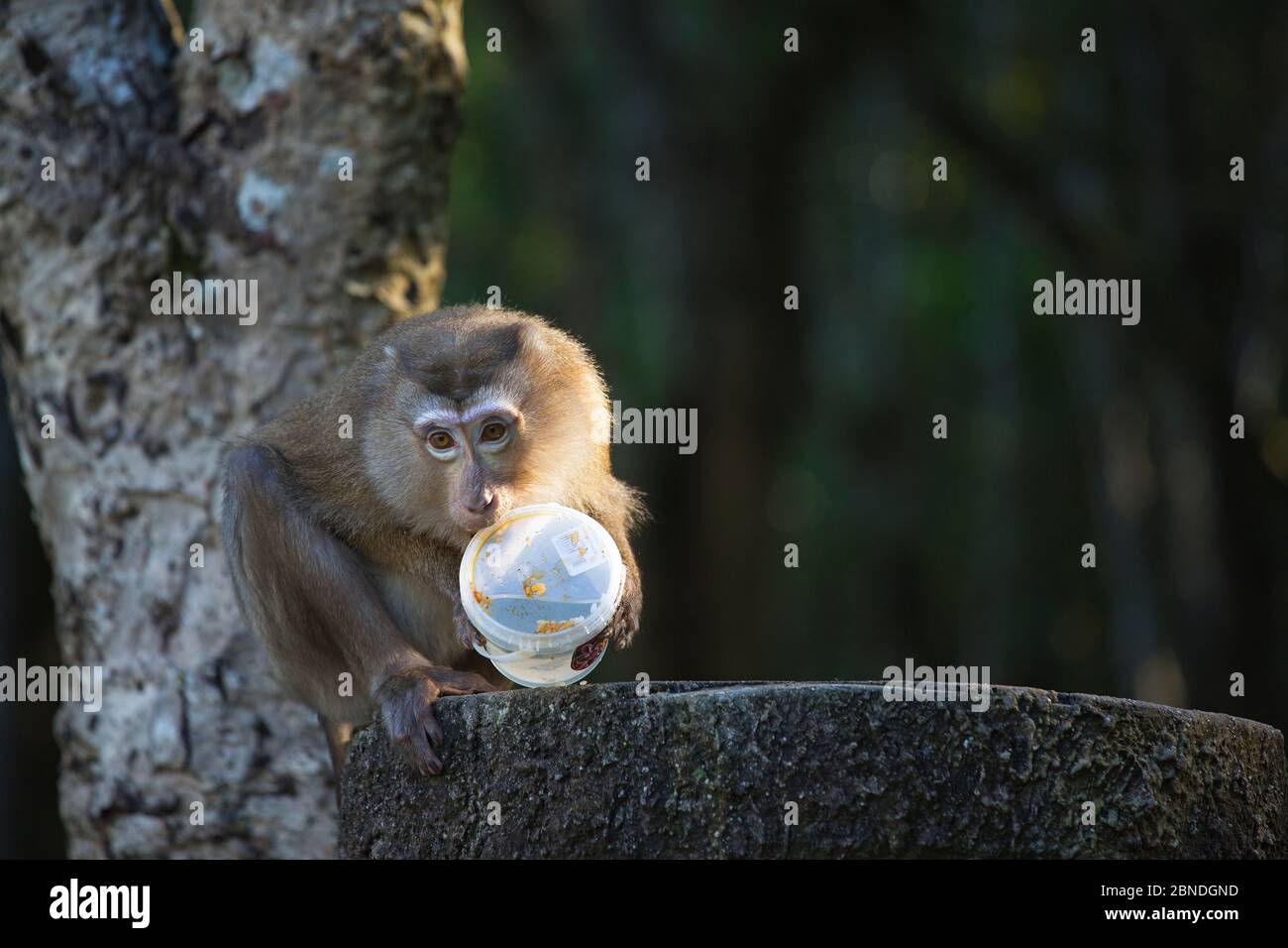 Macaque à queue de porc (Macaca nemestrina) manger des ordures de touristes, parc national de Khao Yai, Thaïlande. Banque D'Images