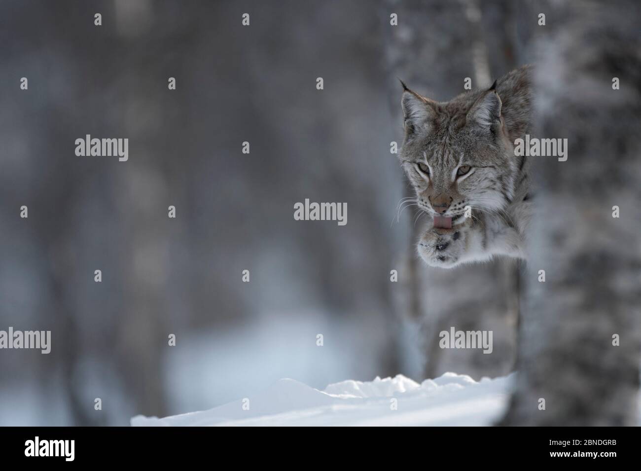 Toilettage du lynx européen (lynx) dans la forêt boréale de bouleau, en captivité. Norvège. Avril. Banque D'Images