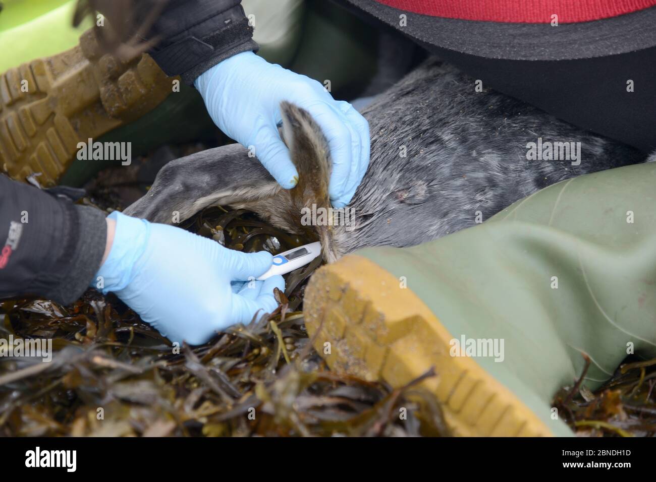 British divers Marine Life sauvetage animal medic Michelle Clement prenant la température d'un très faible, blessé, pup de phoque gris (Halichoerus grypus) 'Je Banque D'Images