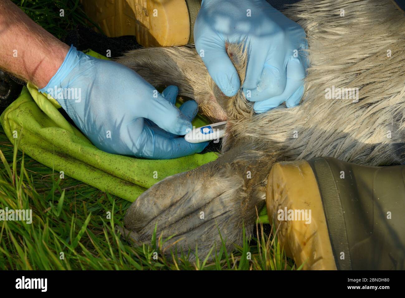 British divers Marine Life Rescue, animal médique Simon Dolphin, utilisant un thermomètre rectal pour enregistrer la température d'un pup de phoque gris blessé (Hhalicho Banque D'Images
