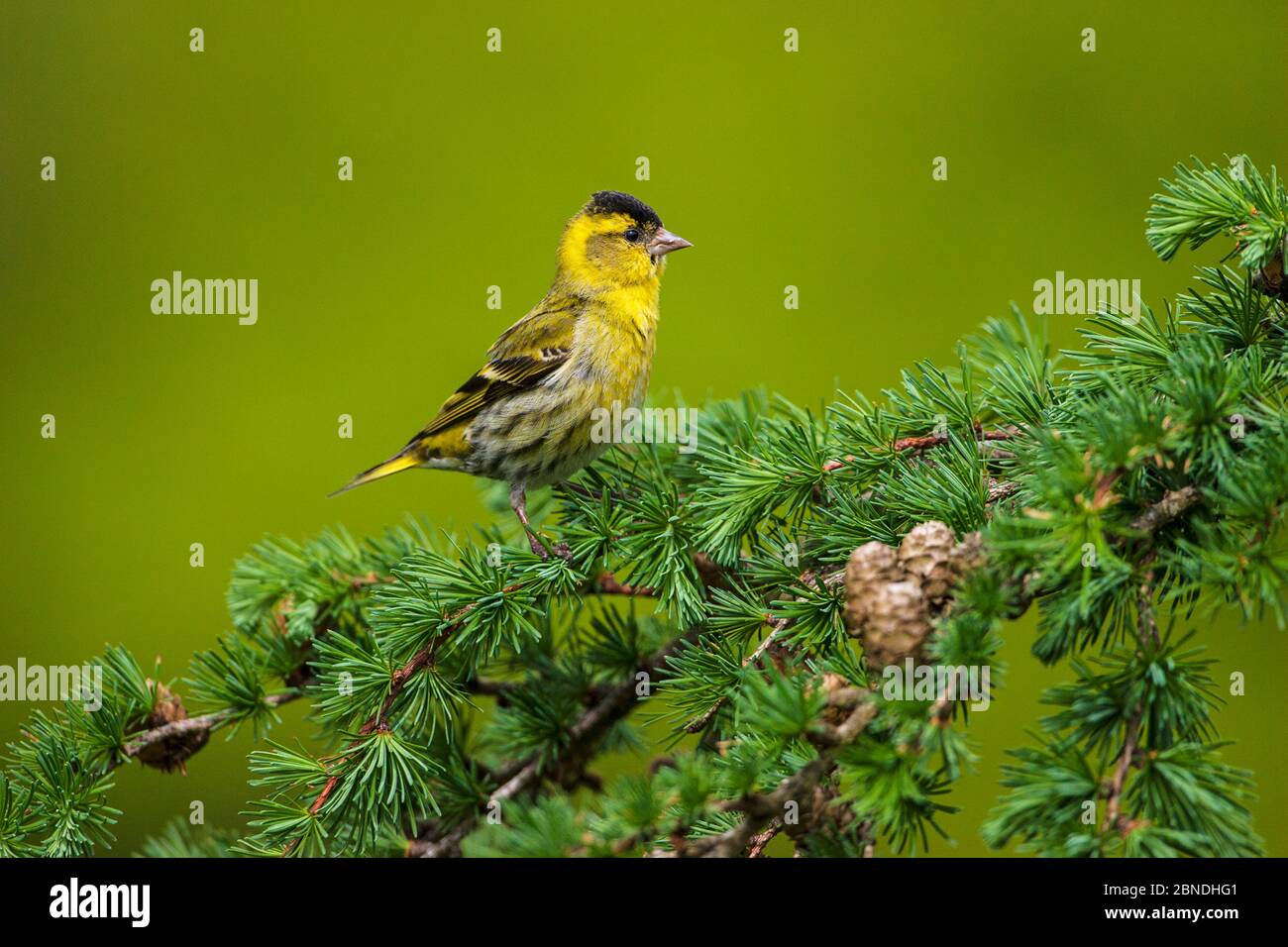 Eeurasien siskin (Carduelis spinus) mâle perché sur du mélèze européen (Larix decidua) Kingairloch Ardgour, région des Highlands, Écosse, Royaume-Uni, mai. Banque D'Images