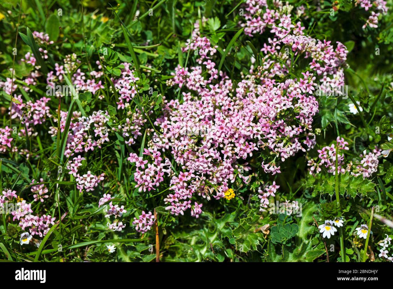Squinancywort (Asperula cycanchica) Eggardon Hill National Trust Reserve, Dorset, Angleterre, Royaume-Uni, juillet. Banque D'Images Squinancywort (Asperula cycanchica) Eggardon Hill National Trust Reserve, Dorset, Angleterre, Royaume-Uni, juillet. Banque D'Images