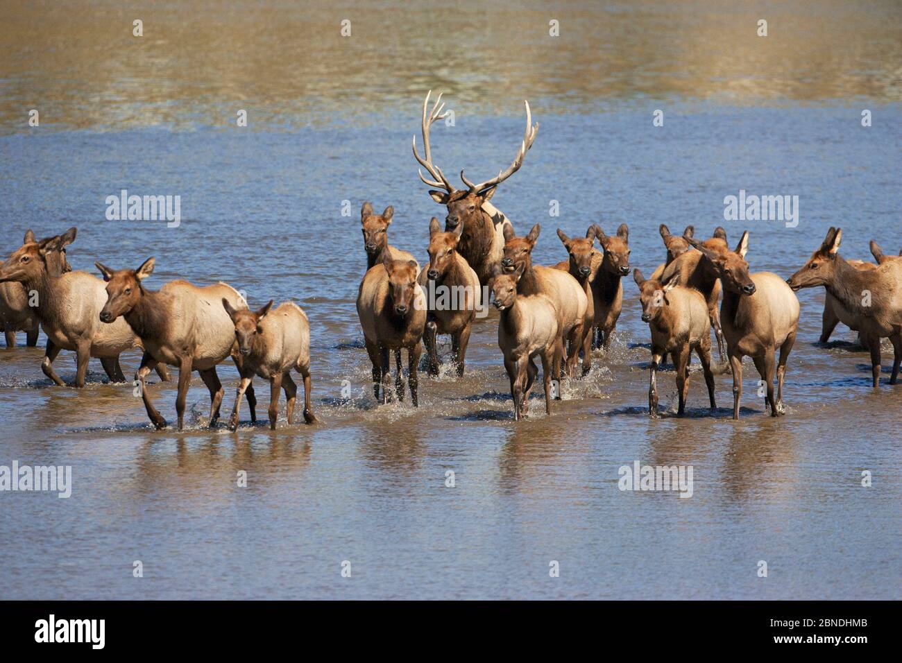 Cerf-volant / wapiti (Cervus canadensis) Grand mâle avec des femelles dans l'eau pendant la rut, parc du lac Estes Estes, parc national des montagnes Rocheuses, Colorado, États-Unis Banque D'Images Cerf-volant / wapiti (Cervus canadensis) Grand mâle avec des femelles dans l'eau pendant la rut, parc du lac Estes Estes, parc national des montagnes Rocheuses, Colorado, États-Unis Banque D'Images