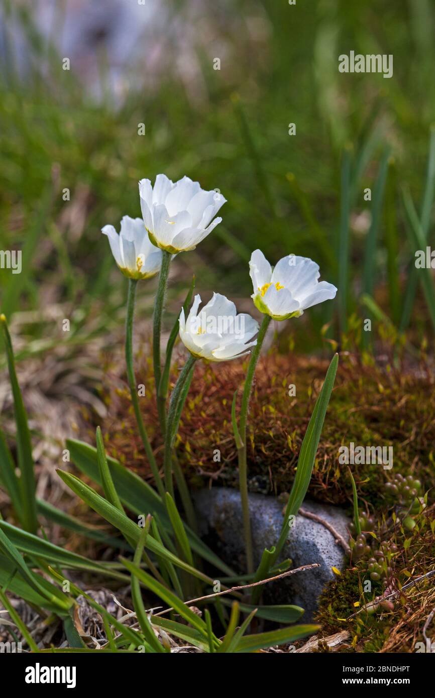 Coupe de beurre pyrénéen (Ranunculus pyrennaeus) Parc naturel régional du Vercors, France, juin. Banque D'Images Coupe de beurre pyrénéen (Ranunculus pyrennaeus) Parc naturel régional du Vercors, France, juin. Banque D'Images