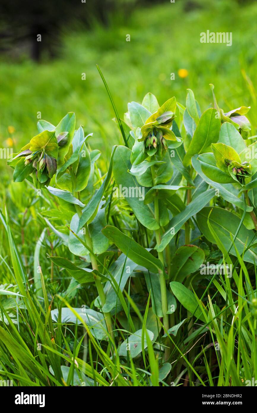 Lèbre de miel (Cerinthe glabra) Parc naturel régional du Vercors, France, juin. Banque D'Images Lèbre de miel (Cerinthe glabra) Parc naturel régional du Vercors, France, juin. Banque D'Images