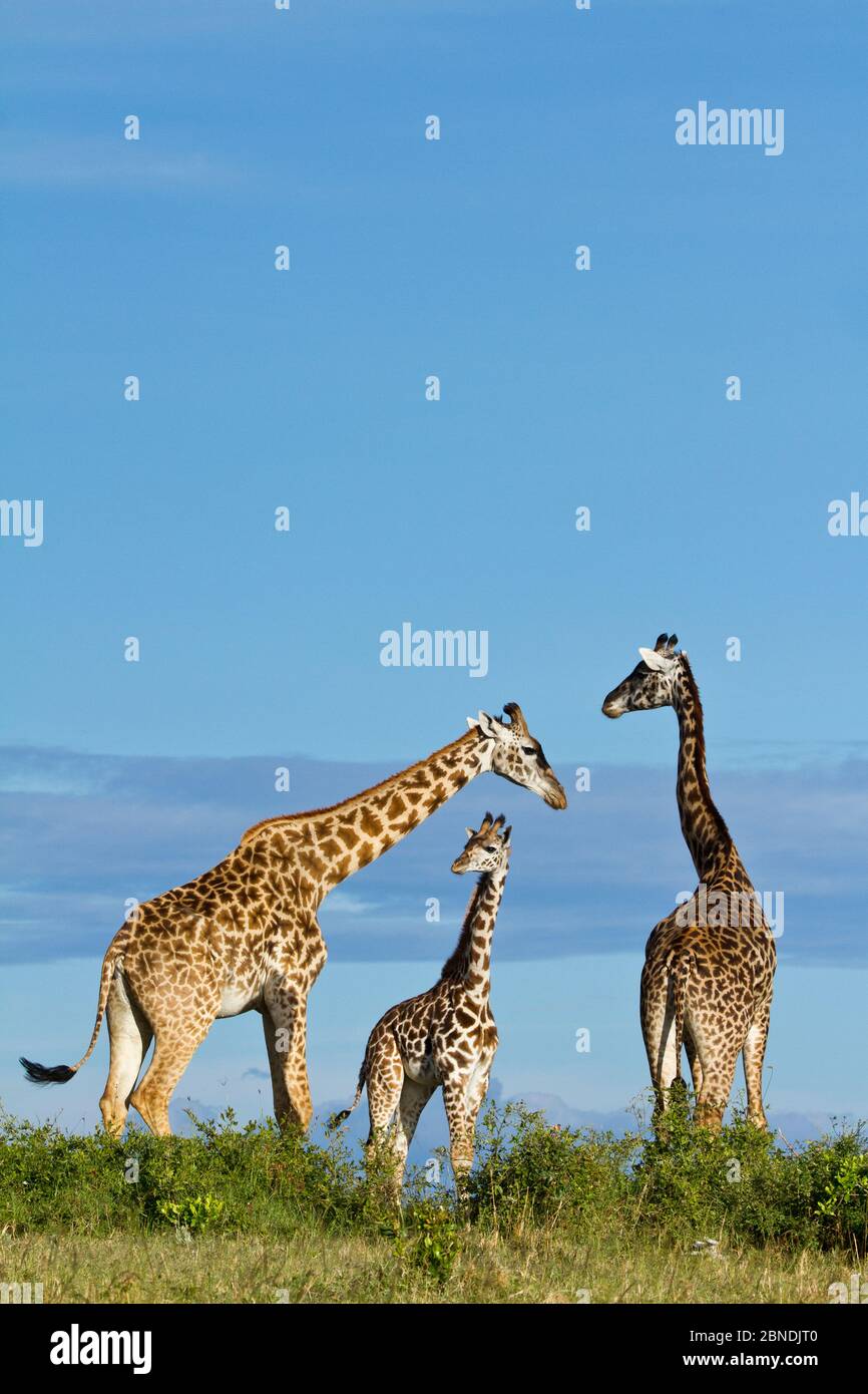 Groupe de mâles en interaction, Maasai Mara Game Reserve, Kenya. Banque D'Images