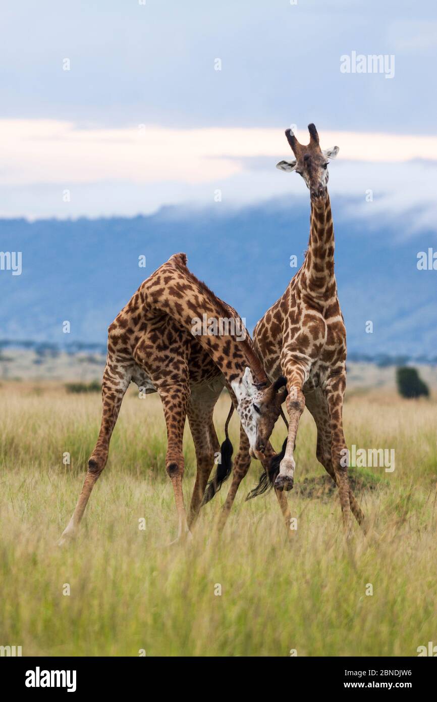 Masai girafe (Giraffa camelopardalis tippelskirchi) deux mâles qui se battent, Maasai Mara Game Reserve, Kenya Banque D'Images