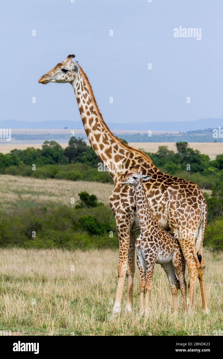 Masaï girafe (Giraffa camelopalardalis tippelskirchi) mère et jeune, Réserve de gibier de Maasai Mara, Kenya Banque D'Images