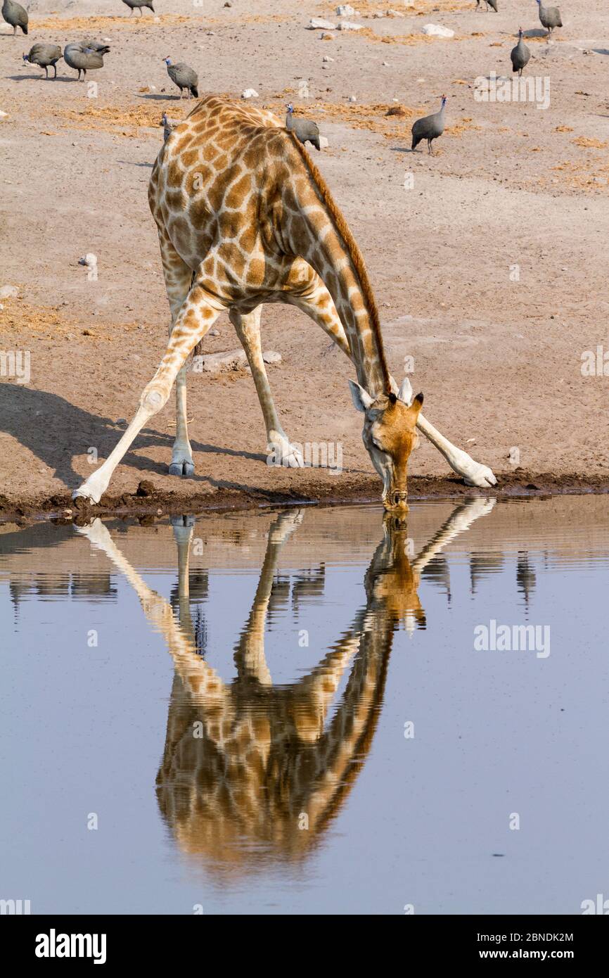 Girafe du Sud (Giraffa camelopalis), buvant à un point d'eau avec guineafhibou derrière, Parc national d'Etosha, Namibie Banque D'Images