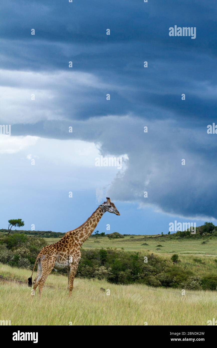Masai girafe (Giraffa camelopardalis tippelskirchi) avec une tempête imminente, Maasai Mara Game Reserve, Kenya Banque D'Images