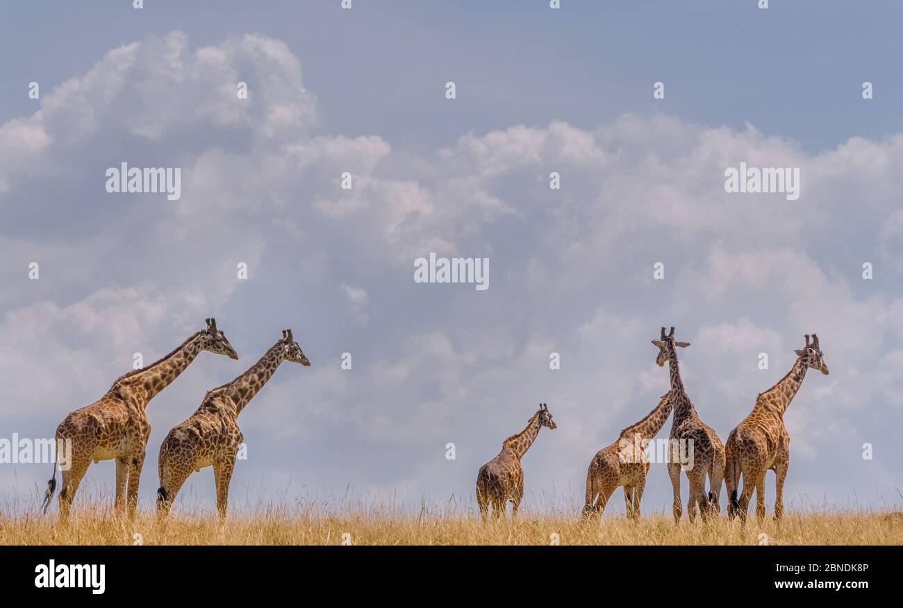 Petit troupeau de girafes (Giraffa camelopardalis) contre ciel nuageux, rivière Chobe, Botswana du nord. Banque D'Images