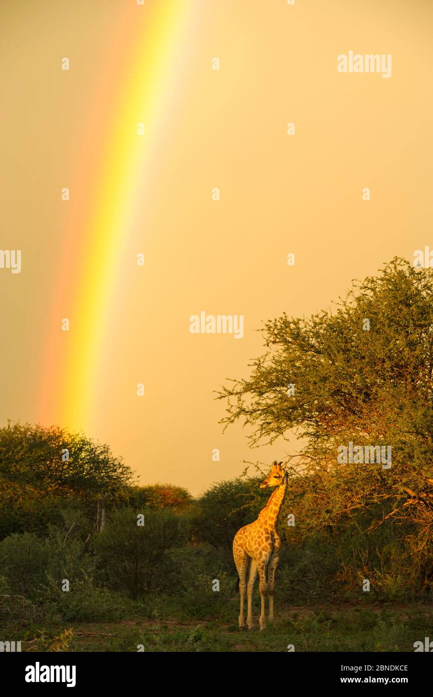Girafe (Giraffa camelopardalis) dans la lumière du soir avec rainbow, Marataba, parc national de Marakele, province du Limpopo, Afrique du Sud, décembre. Banque D'Images