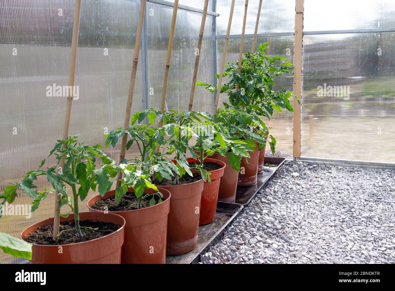 Plants de tomates poussant dans une serre en polycarbonate dans des pots de 10' pouce. Banque D'Images